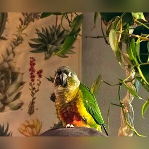 CHILI'S 🔥SPECIAL🔥 UNLISTED LOW START ITEM!!